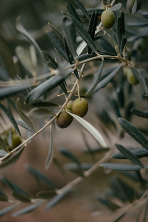 Olive Butter